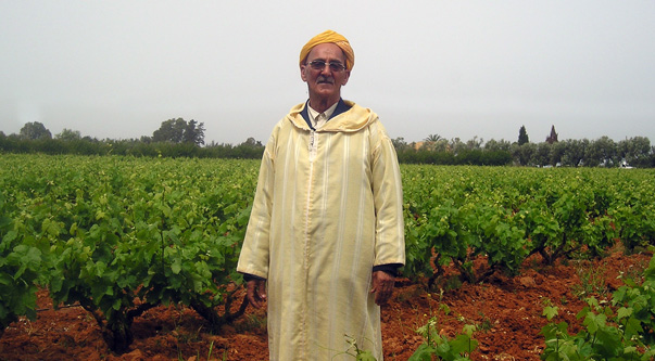 Mohammed vine grower