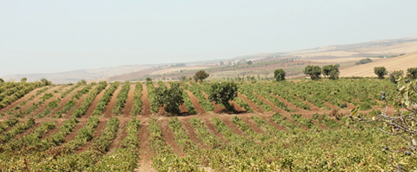 vine in algeria